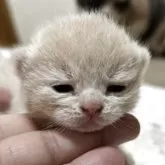 ブリティッシュショートヘア【栃木県・男の子・2025年11月9日・クリーム】の写真2