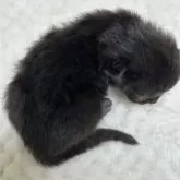 ブリティッシュロングヘア【栃木県・男の子・2025年4月8日・チョコレート】の写真3