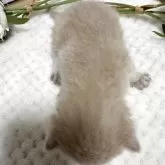 ブリティッシュショートヘア【栃木県・男の子・2025年9月2日・クリーム】の写真3