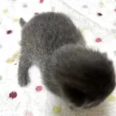 ブリティッシュショートヘア【栃木県・男の子・2025年11月9日・ブルー】の写真3