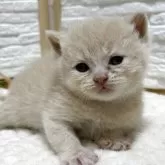 ブリティッシュショートヘア【栃木県・男の子・2025年9月2日・クリーム】の写真5