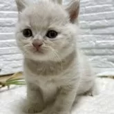 ブリティッシュショートヘア【栃木県・男の子・2025年9月30日・クリーム】の写真6