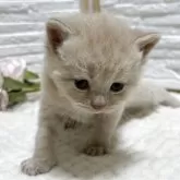 ブリティッシュショートヘア【栃木県・男の子・2025年9月2日・クリーム】の写真6