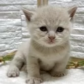 ブリティッシュショートヘア【栃木県・男の子・2025年9月2日・クリーム】の写真6