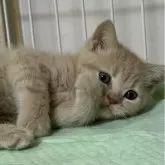 ブリティッシュショートヘア【栃木県・男の子・2025年1月11日・クリーム】の写真6