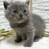 ブリティッシュショートヘア【栃木県・女の子・2025年9月30日・ブルー】の写真6