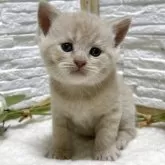 ブリティッシュショートヘア【栃木県・男の子・2025年9月2日・クリーム】の写真7