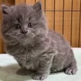 ブリティッシュロングヘア【栃木県・男の子・2025年7月22日・ブルー】の写真7