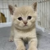 ブリティッシュショートヘア【栃木県・男の子・2025年9月2日・クリーム】の写真9