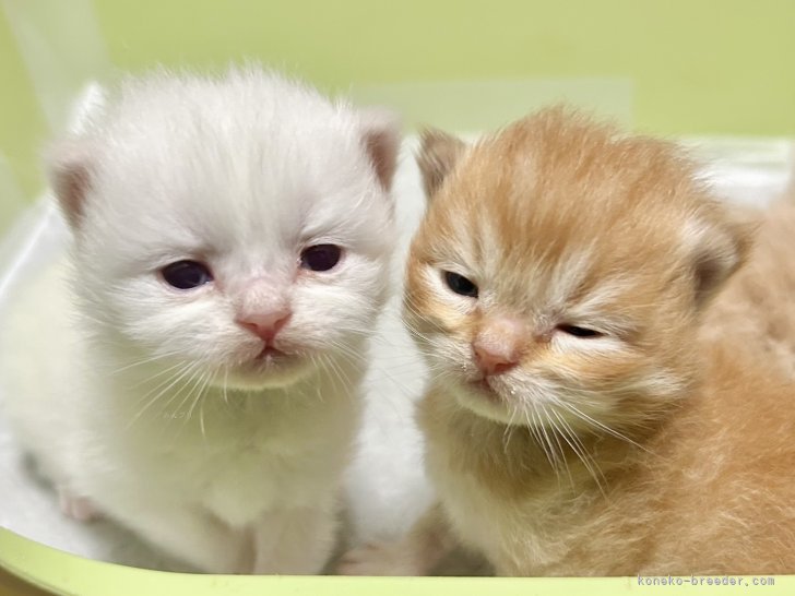 小林健太ブリーダーのブログ：このはちゃんベビー😸全員目が開きました✨