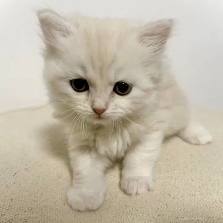 ID：2403-01025の子猫