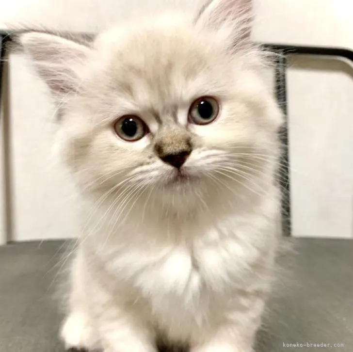 Y.W 様のお迎えした子猫