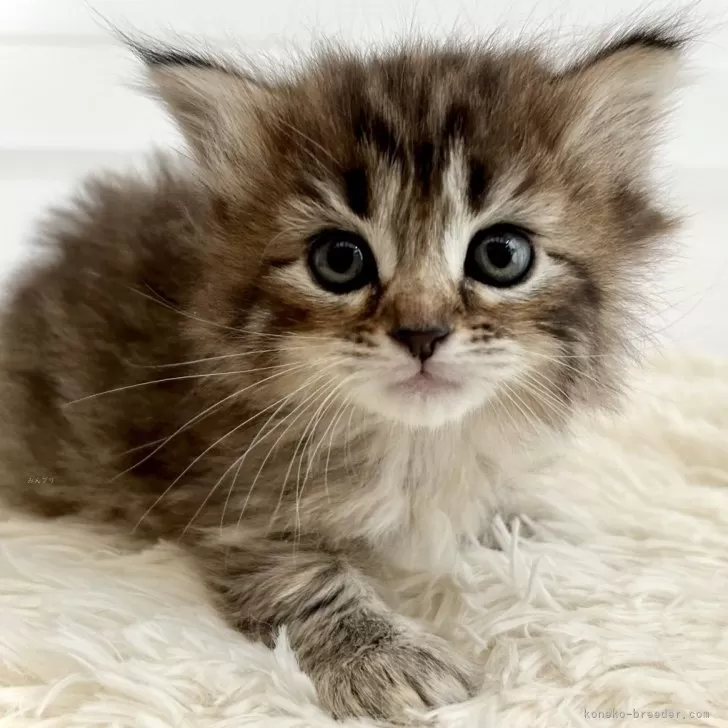 ID：2405-01512の子猫