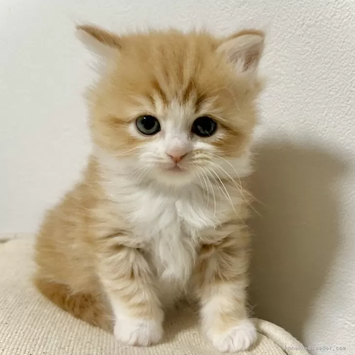 ID：2404-00016の子猫