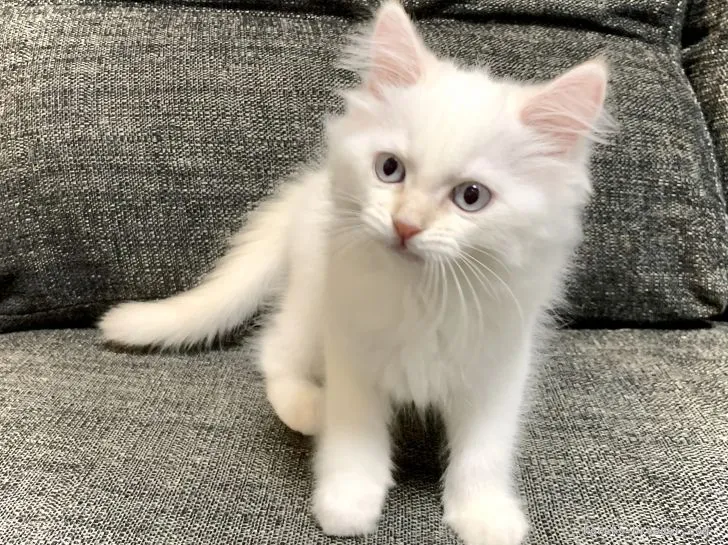 K 様のお迎えした子猫