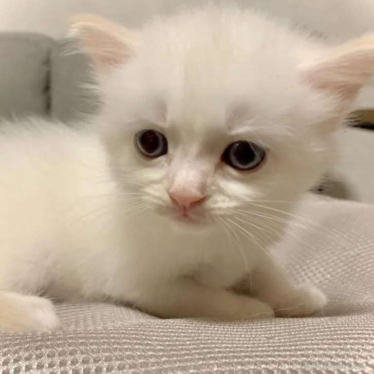 ID:2209-02577の子猫