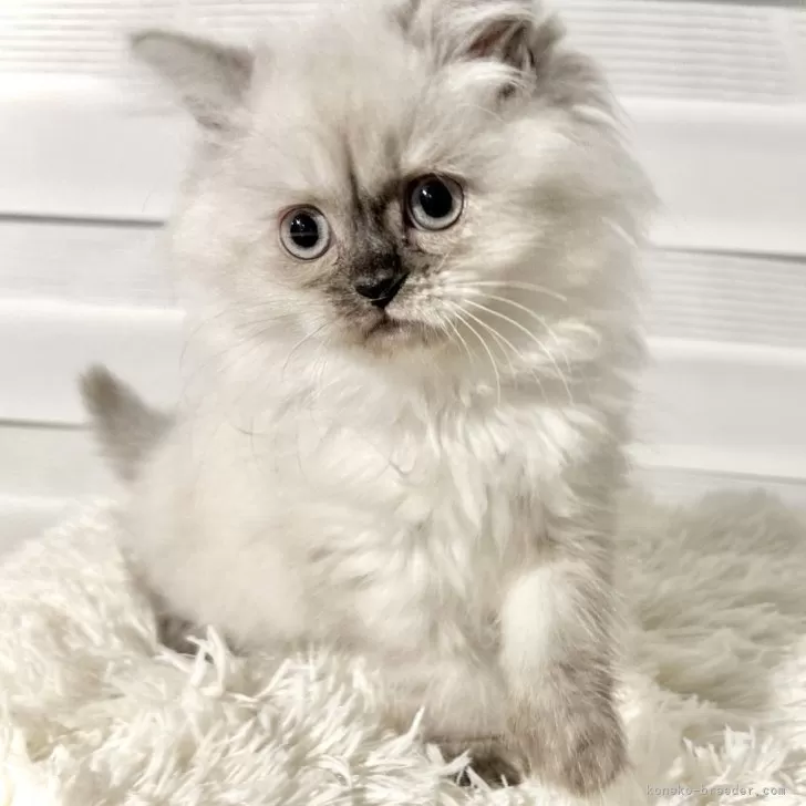 ID：2401-00349の子猫