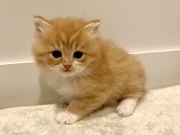 サイベリアン【兵庫県・女の子・2020年10月22日・レッドタビー&ホワイト】の写真「とてもめずらしいレッドの女の子です♪」