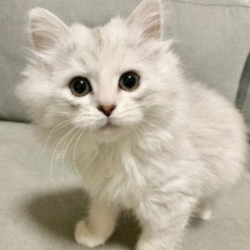 サイベリアン【兵庫県・女の子・2023年2月16日・シルバーパッチドタビー】の写真「小柄な甘えん坊ちゃんです♪」