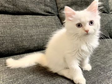 サイベリアン【兵庫県・女の子・2021年7月12日・クリームポイント】の写真「とても珍しいキレイな白の甘えん坊ちゃんです♪」