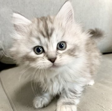 サイベリアン【兵庫県・女の子・2023年2月16日・シルバーパッチドタビー】の写真「毛並みがキレイなかわい子ちゃんです♪」