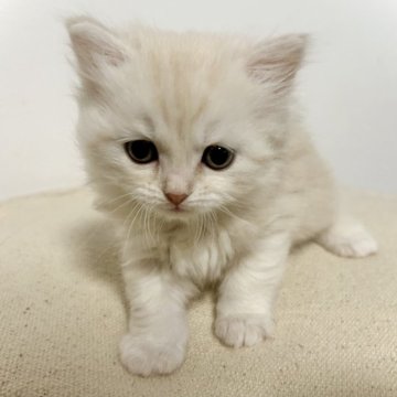 サイベリアン【兵庫県・女の子・2024年2月29日・クリームタビー】の写真「毛はモフモフのおっとりタイプの女の子♪」