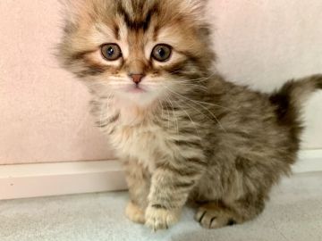 サイベリアン【兵庫県・女の子・2020年11月26日・ブラウンタビー】の写真「とても毛並みがキレイな女の子です♪」