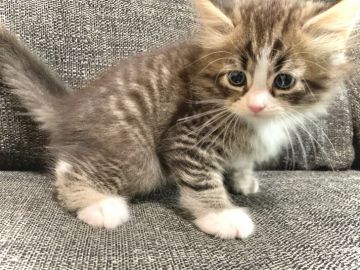 サイベリアン【兵庫県・男の子・2021年7月12日・ブラウンタビー&ホワイト】の写真「キュートで甘えん坊な男の子です♪」