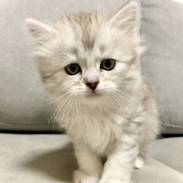 サイベリアン【兵庫県・女の子・2023年2月16日・シルバータビー】の写真「毛並みがキレイなおとなしい女の子です♪」