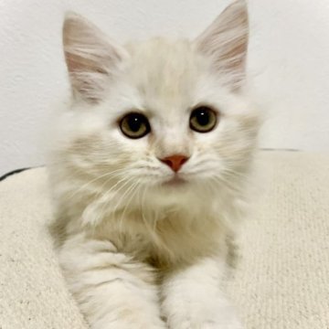 サイベリアン【兵庫県・女の子・2023年6月7日・クリームタビー】の写真「毛はモフモフの甘えんぼ♪」