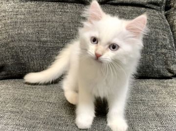 サイベリアン【兵庫県・男の子・2021年6月11日・クリームポイント】の写真「青い目の「鼻ピンク・肉球ピンク」甘えたくん♪」