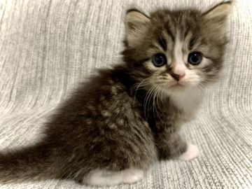 サイベリアン【兵庫県・男の子・2021年7月12日・ブラウンタビー&ホワイト】の写真「かわいいお目目の人懐っこい男の子です♪」