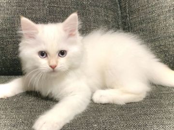 サイベリアン【兵庫県・男の子・2021年6月11日・クリームポイント】の写真「青い目の「鼻ピンク・肉球ピンク」甘えたくん♪」