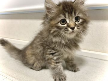 サイベリアン【兵庫県・女の子・2021年7月12日・ブラウンタビー】の写真「フワフワ・モフモフのかわいい女の子です♪」