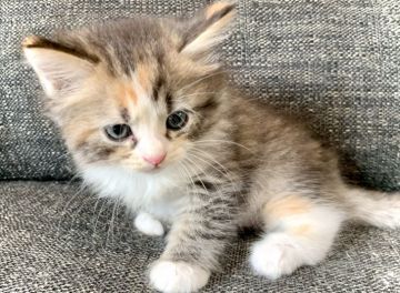 サイベリアン【兵庫県・女の子・2021年7月12日・キャリコ】の写真「五兄弟の中で一番小さいかわいい女の子です♪」