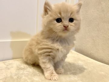 サイベリアン【兵庫県・女の子・2020年10月22日・クリームタビー】の写真「とても甘えたちゃんの女の子です♪」