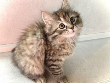 サイベリアン【兵庫県・女の子・2020年11月26日・ブラウンタビー】の写真「とても人懐っこい、おとなしい女の子です♪」