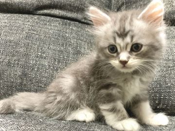 サイベリアン【兵庫県・男の子・2021年7月12日・ブルータビー】の写真「キレイな色の元気な男の子です♪」