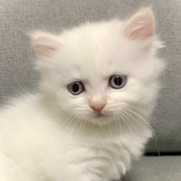 サイベリアン【兵庫県・女の子・2022年6月21日・クリームポイント】の写真「真っ白なモッフモフ♪甘えたちゃんです♪」