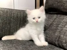 サイベリアン【兵庫県・女の子・2021年6月11日・クリームポイント】の写真3「とても愛くるしい表情しています♪」