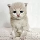 サイベリアン【兵庫県・男の子・2025年9月20日・クリームタビー】の写真14