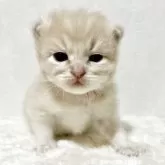 サイベリアン【兵庫県・男の子・2025年9月20日・クリームタビー】の写真14