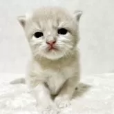 サイベリアン【兵庫県・男の子・2025年9月20日・クリームタビー】の写真15