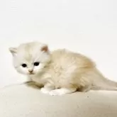 サイベリアン【兵庫県・男の子・2026年2月14日・クリームタビー&ホワイト】の写真6