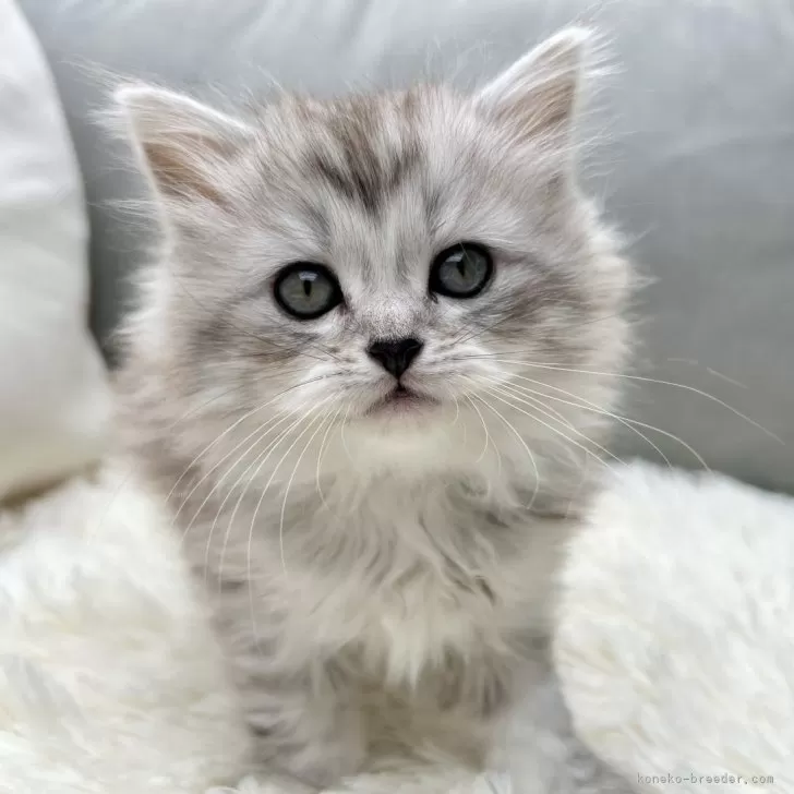コムマ 様のお迎えした子猫