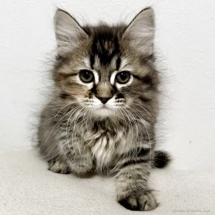 ID:2505-03435の子猫