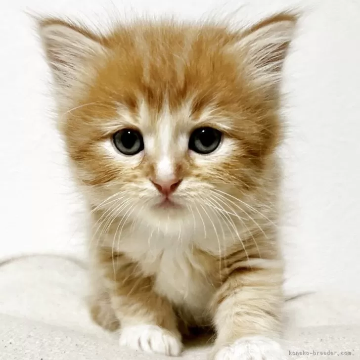 ID：2505-03534の子猫