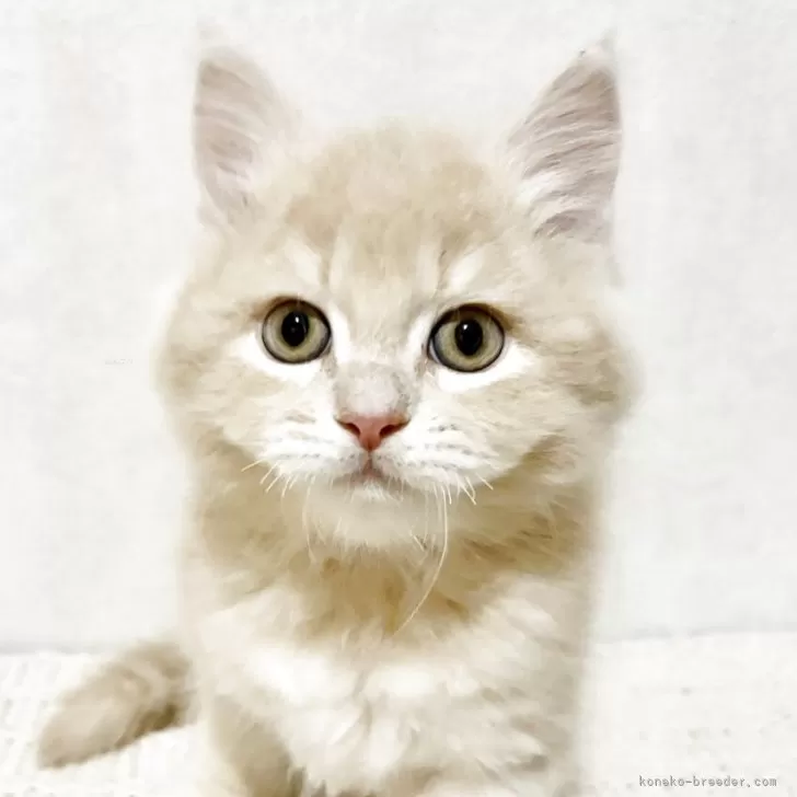 サイベリアン【兵庫県・男の子・2025年9月20日・クリームタビー】の写真1「人懐っこい子」