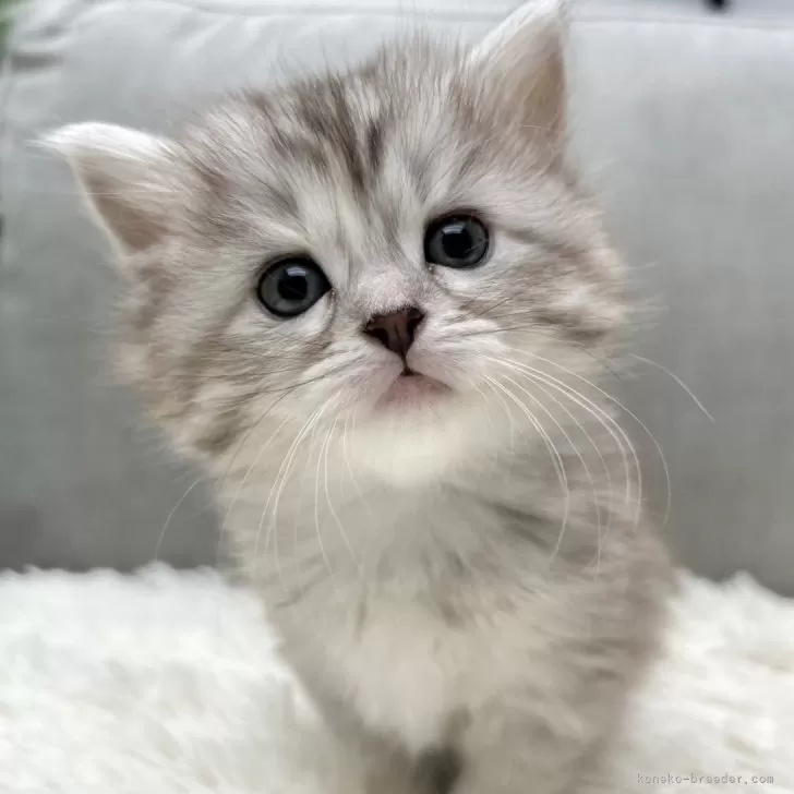 ID：2501-02567の子猫