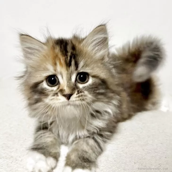 ID:2505-03440の子猫